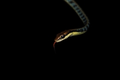 Dendrelaphis pictus