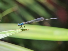 Prodasineura collaris