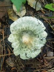 Russula parvovirescens