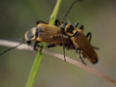 Chauliognathus flavipennis