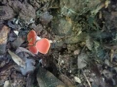 Sarcoscypha occidentalis