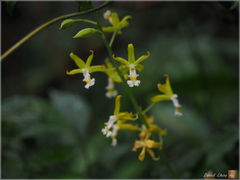 Cephalantheropsis obcordata