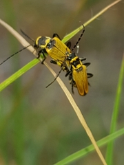Chauliognathus flavipennis