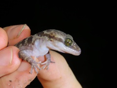 Cyrtodactylus marmoratus
