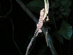 Cyrtodactylus marmoratus