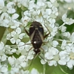 Plagiognathus obscurus