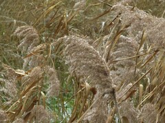 Phragmites australis