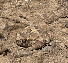 Sclerophrys poweri