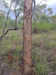 Eucalyptus chartaboma