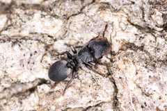 Cephalotes texanus