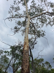 Eucalyptus chartaboma