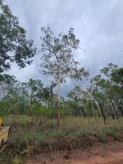 Eucalyptus chartaboma