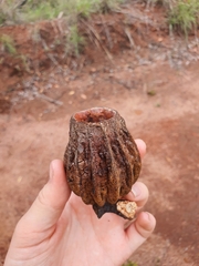 Eucalyptus chartaboma