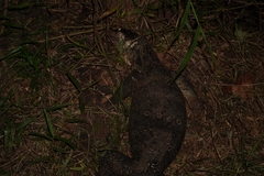 Varanus salvator bivittatus