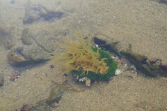 Anthopleura fuscoviridis