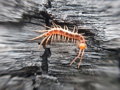 Lithobius melanops