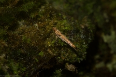 Pyroderces falcatella