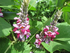 Pueraria montana lobata