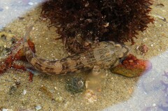 Tridentiger trigonocephalus