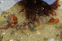 Tridentiger trigonocephalus