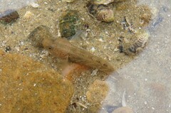 Tridentiger bifasciatus