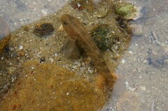 Tridentiger bifasciatus