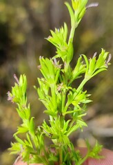 Carpacoce burchellii