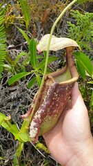 Nepenthes rafflesiana