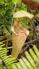 Nepenthes rafflesiana
