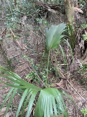Livistona chinensis