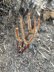 Drosera binata