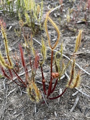 Drosera binata