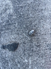 Bothrotes canaliculatus