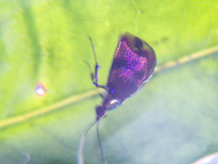 Nemophora ahenea