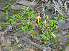 Agaricomycotina