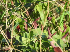 Aristolochia baetica
