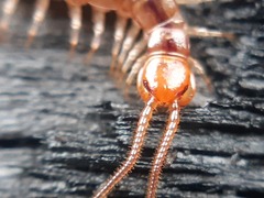 Lithobius melanops