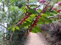 Ilex pubescens