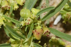 Euphorbia parryi