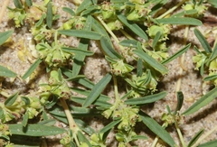 Euphorbia parryi