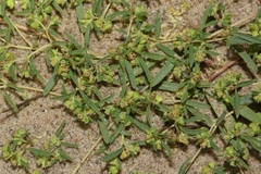 Euphorbia parryi