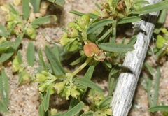 Euphorbia parryi