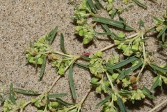Euphorbia parryi