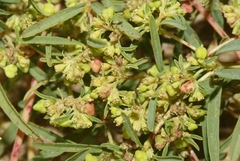 Euphorbia parryi