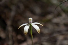 Caladenia ustulata