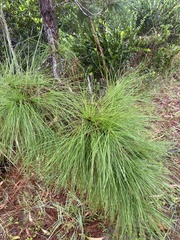 Pinus palustris