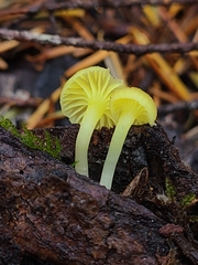 Chrysomphalina grossula