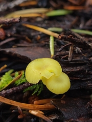 Chrysomphalina grossula