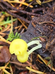 Chrysomphalina grossula