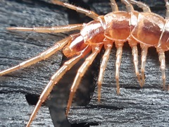 Lithobius melanops